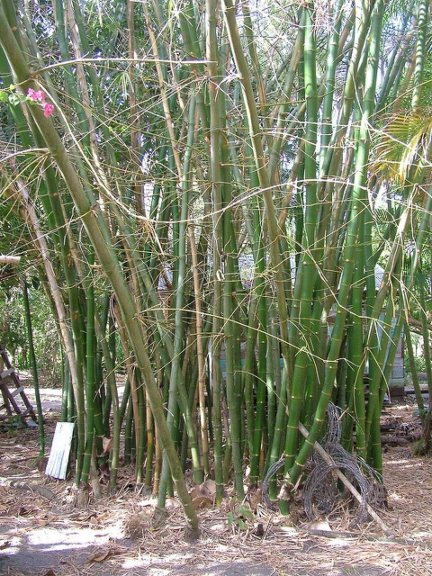 Dendrocalamus giganteus