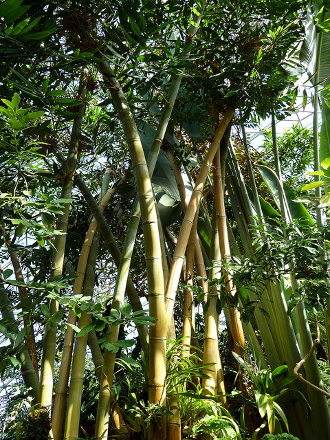 Dendrocalamus giganteus