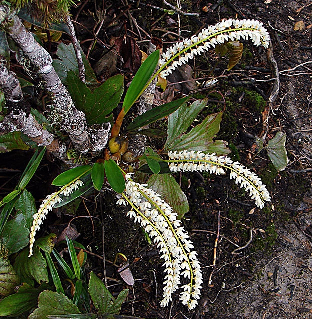 Dendrochilum glumaceum (Dendrochilum glumaceum)