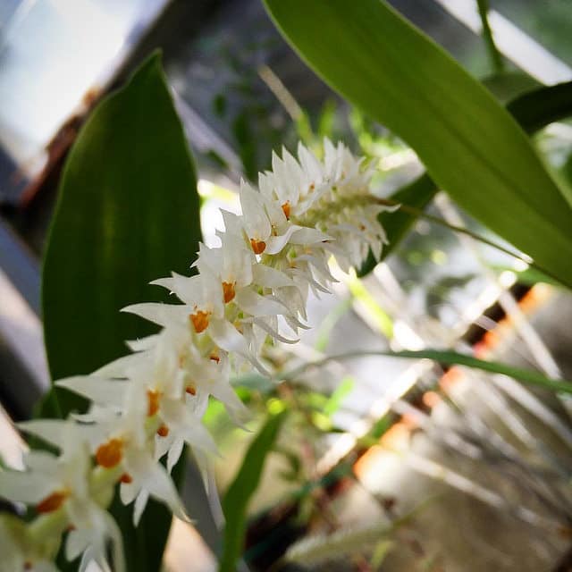 Dendrochilum glumaceum
