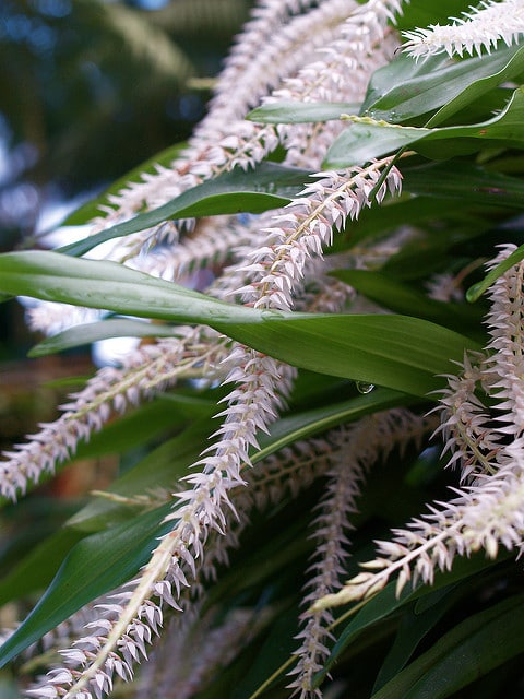 Dendrochilum glumaceum