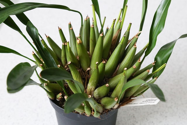 Dendrochilum glumaceum