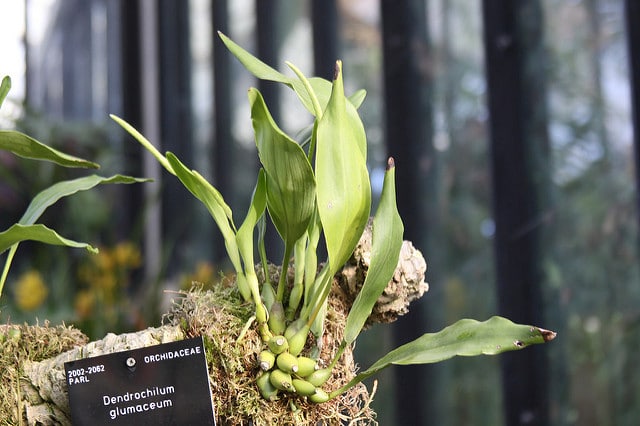 Dendrochilum glumaceum