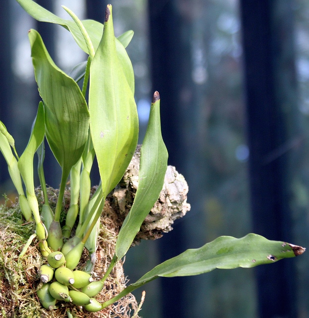 Dendrochilum glumaceum