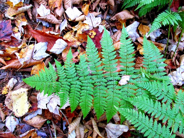 Dennstaedtia punctilobula