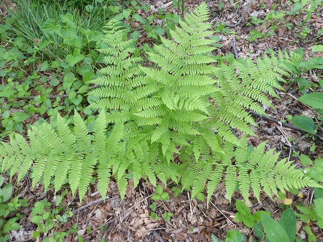 Dennstaedtia punctilobula