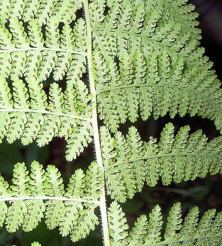 Dennstaedtia punctilobula