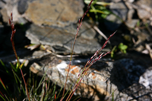 Canche flexueuse (Deschampsia flexuosa)