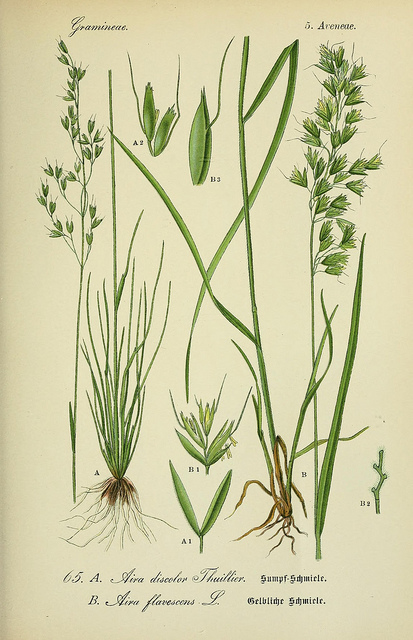 Canche sétacée (Deschampsia setacea)