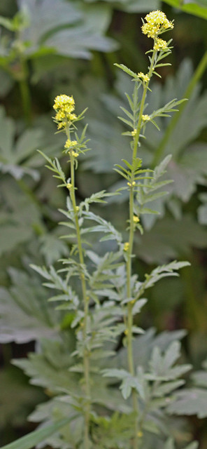 Descurainia incana (Descurainia incana)
