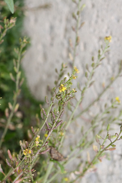 Descurainia incana