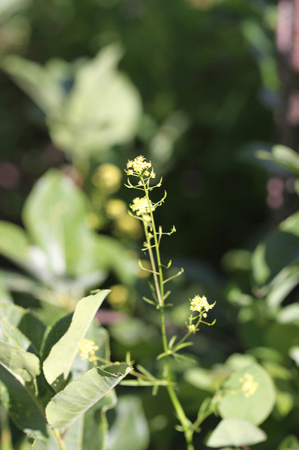 Descurainia incana