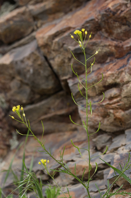 Descurainia incana