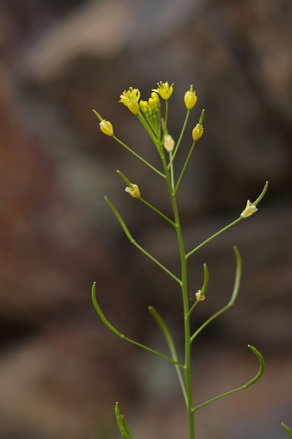 Descurainia incana