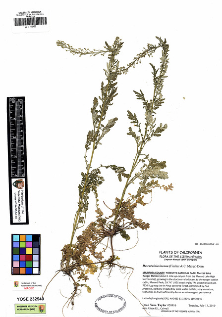 Descurainia incana