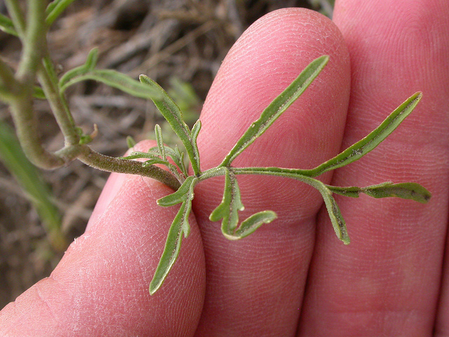 Moutarde tanaisie verte (Descurainia pinnata)