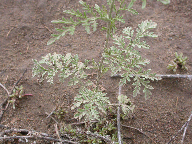 Moutarde tanaisie verte