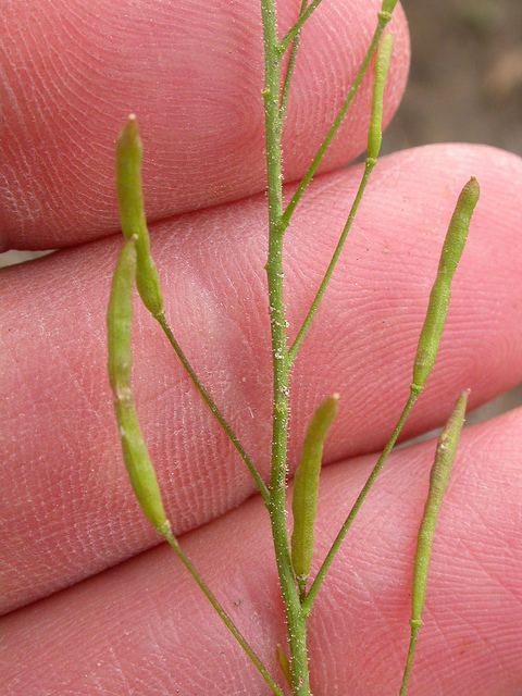 Moutarde tanaisie verte