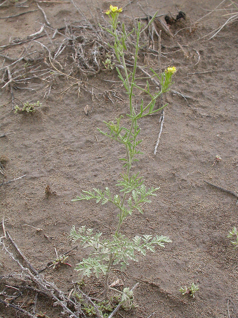 Moutarde tanaisie verte