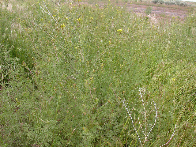 Herbe de sainte sophie