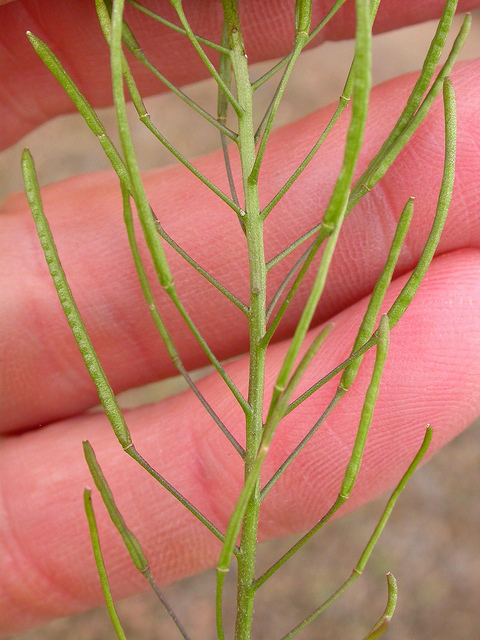 Herbe de sainte sophie