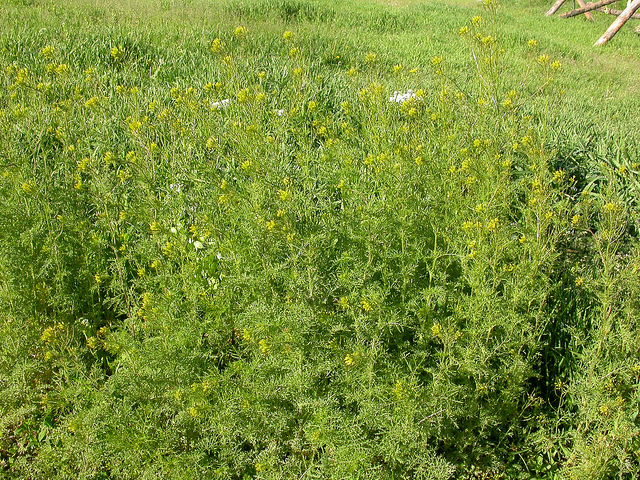 Herbe de sainte sophie (Descurainia sophia)