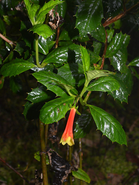Desfontainia spinosa