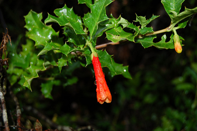 Desfontainia spinosa