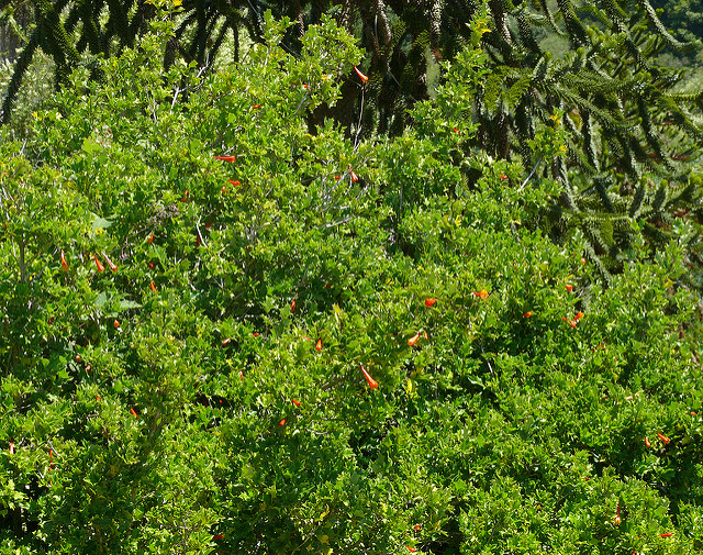 Desfontainia spinosa