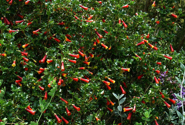Desfontainia spinosa