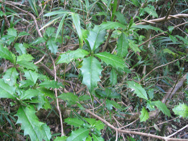 Desfontainia spinosa