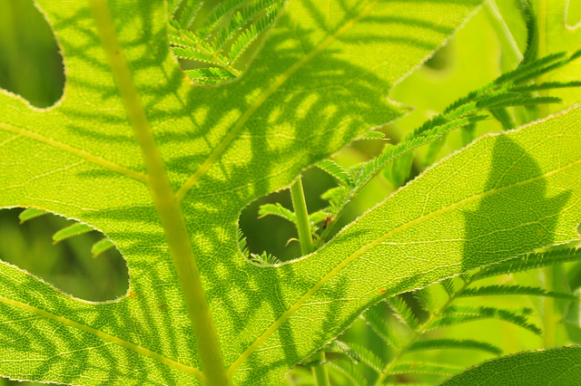 Desmanthus illinoensis