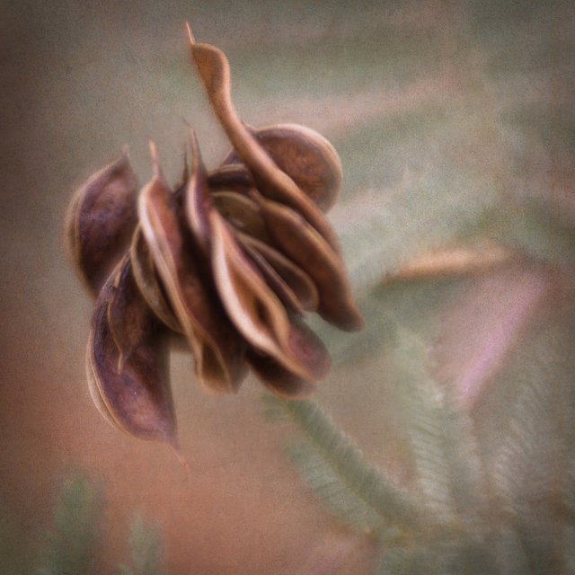 Desmanthus illinoensis