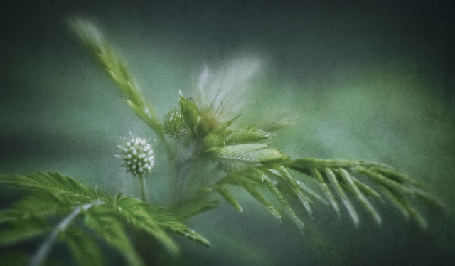 Desmanthus illinoensis