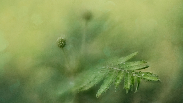 Desmanthus illinoensis