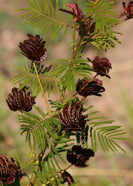 Desmanthus illinoensis