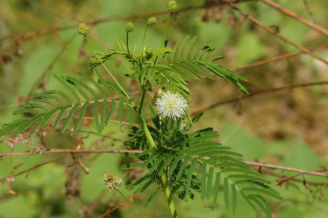Desmanthus illinoensis (Desmanthus illinoensis)