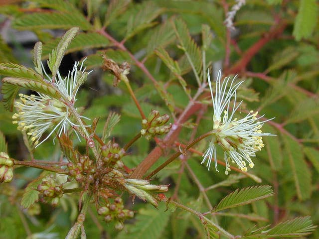 Desmanthus virgatus