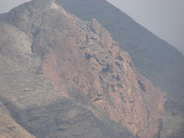Desmanthus virgatus