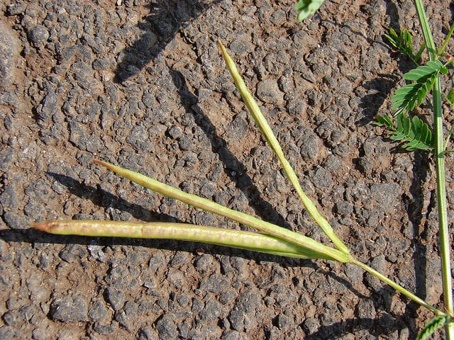 Desmanthus virgatus