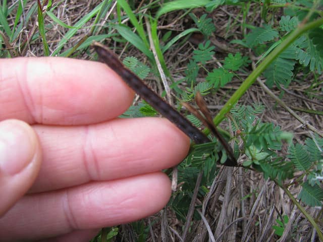 Desmanthus virgatus