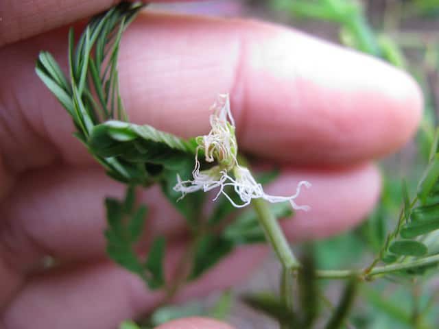 Desmanthus virgatus (Desmanthus virgatus)