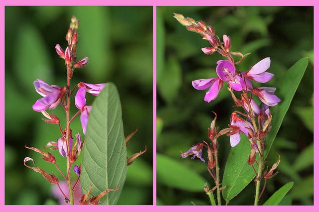 Desmodium canadense