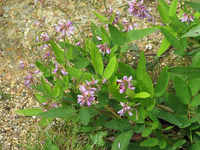 Desmodium canadense