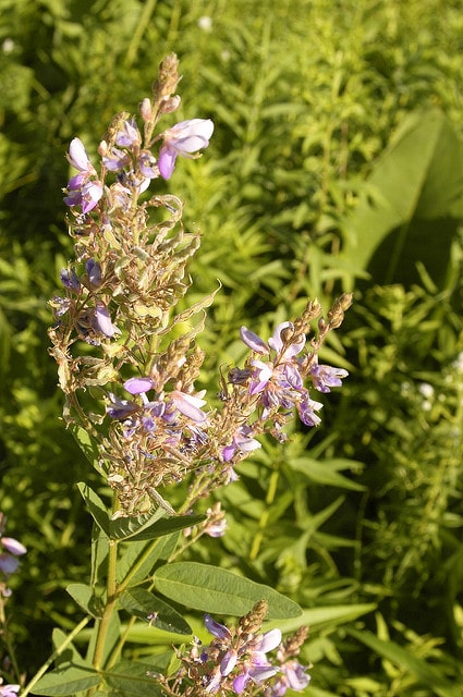 Desmodium canadense