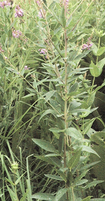 Desmodium canadense
