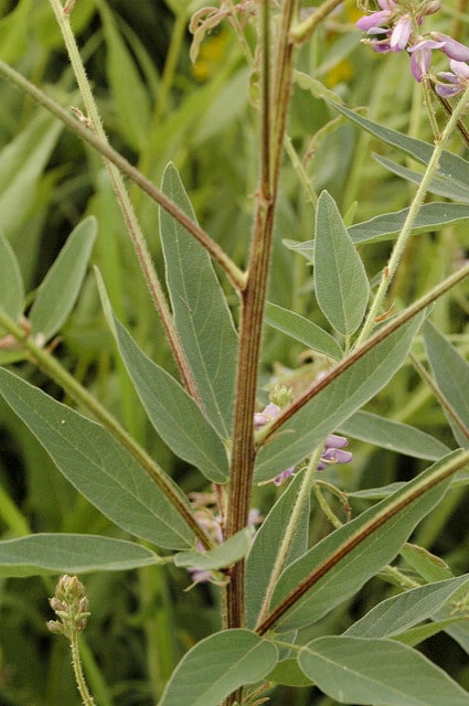 Desmodium canadense