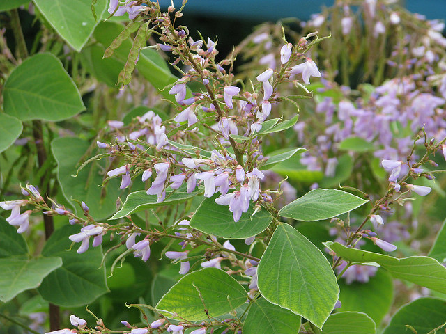 Desmodium elegans