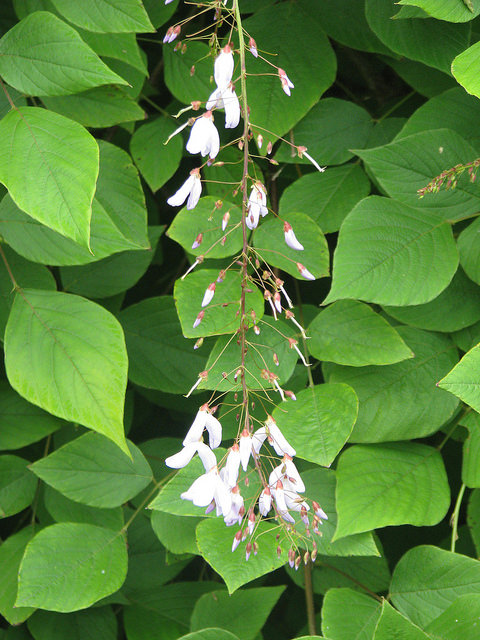 Desmodium elegans