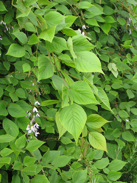 Desmodium elegans